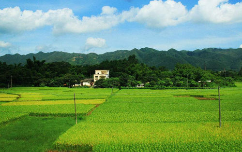 實驗田風(fēng)采