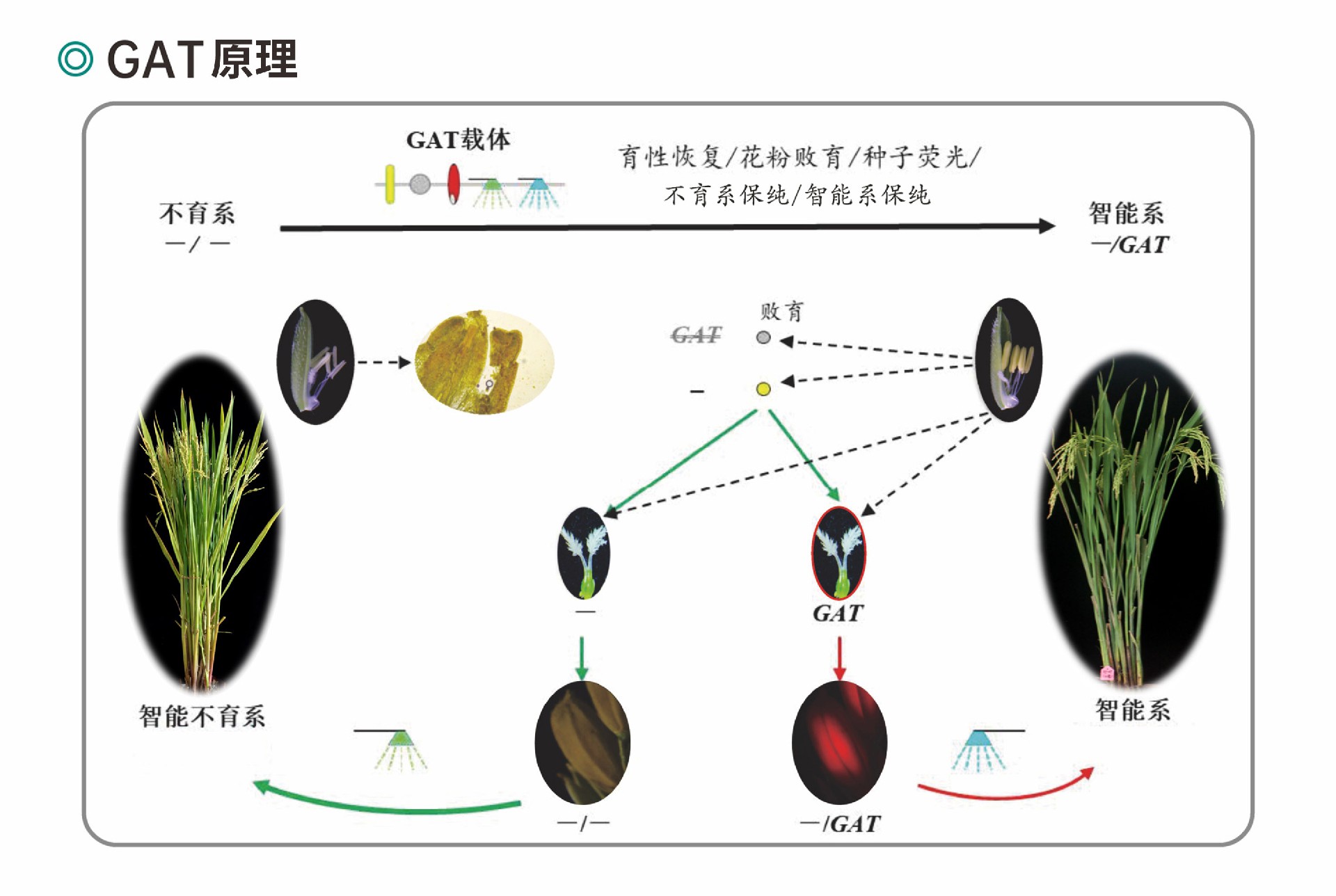 技術原理圖片.jpg